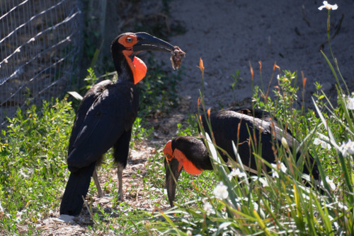 World of Birds Wildlife Sanctuary.